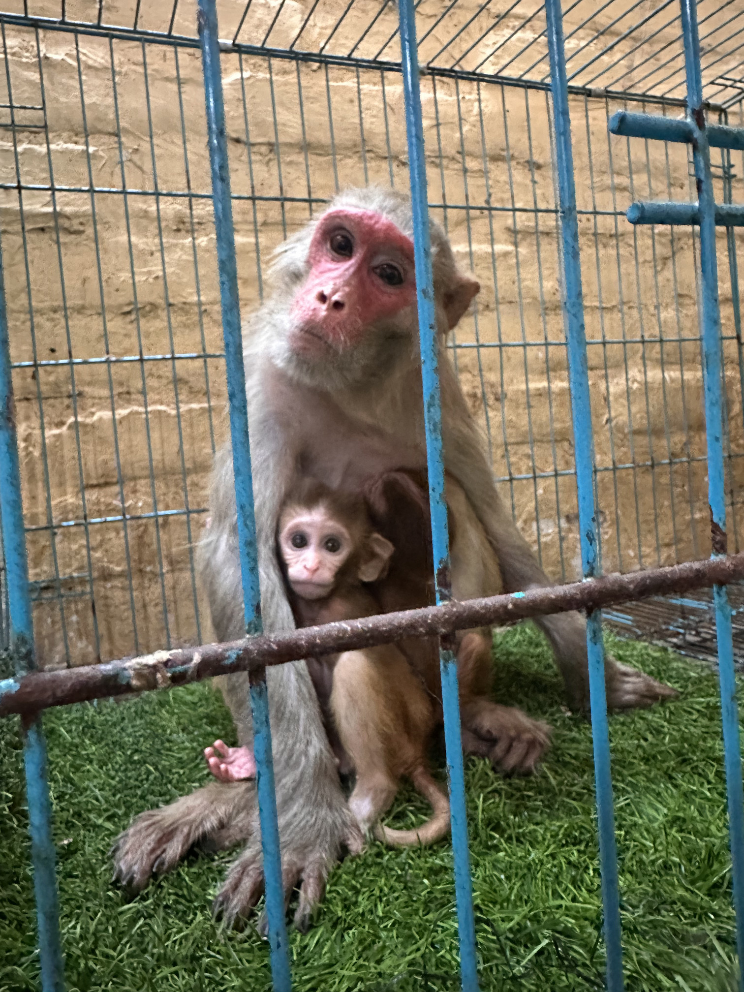 Monkey Care - Aashiyana Animal Sanctuary