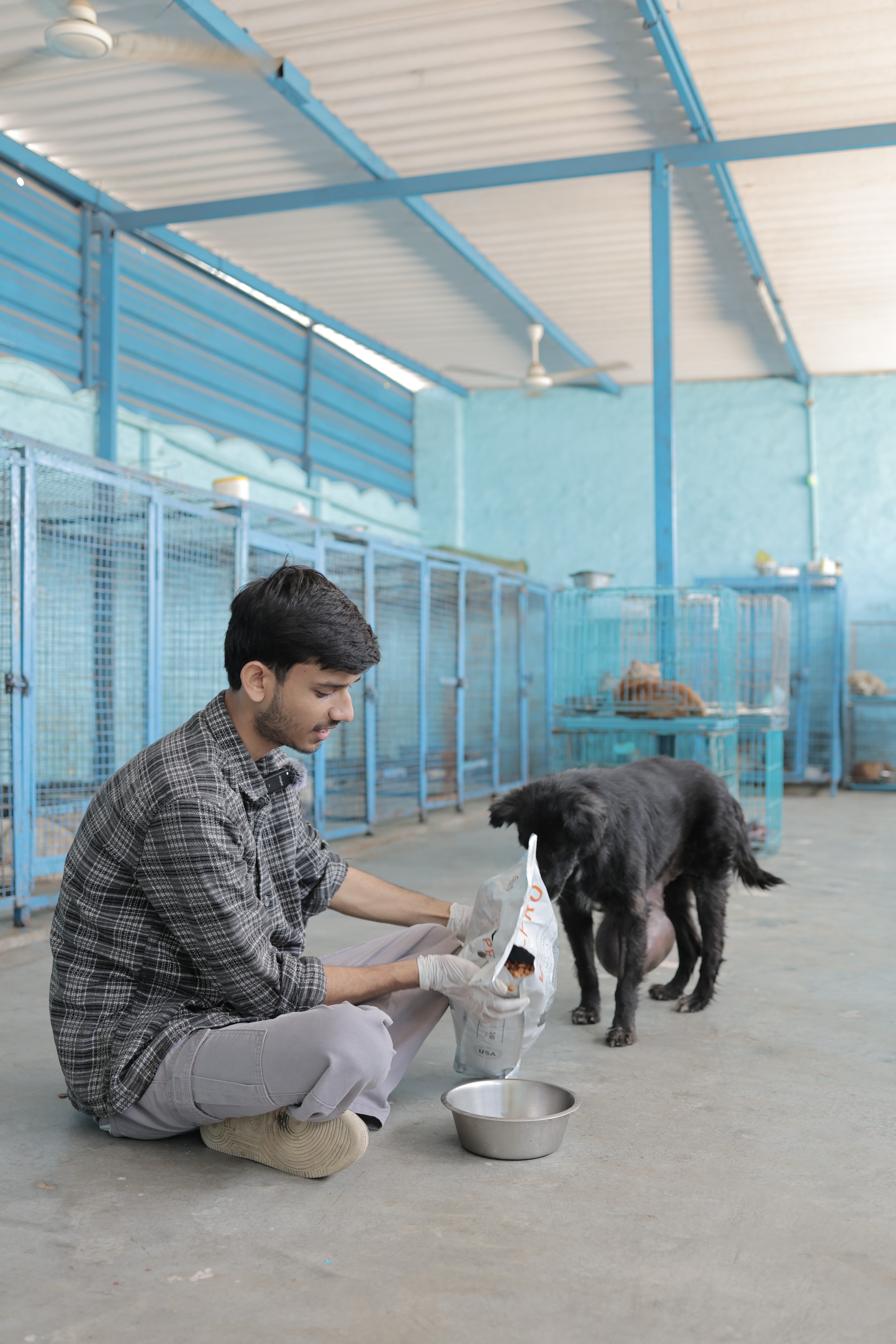 Rescued animals receiving daily nutritious meals at Aashiyana Sanctuary