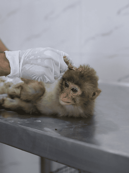Veterinary medical examination