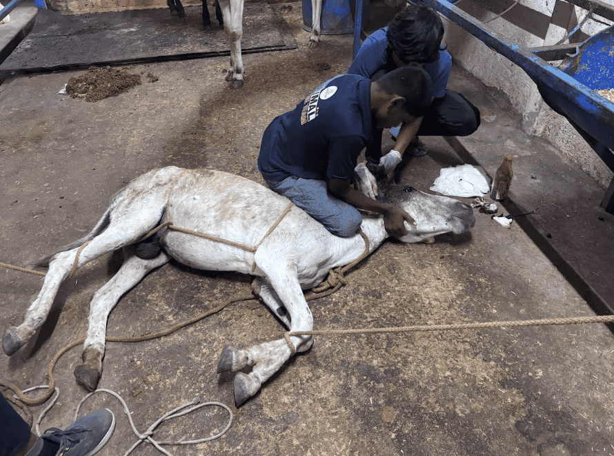Veterinary surgery prep and triage