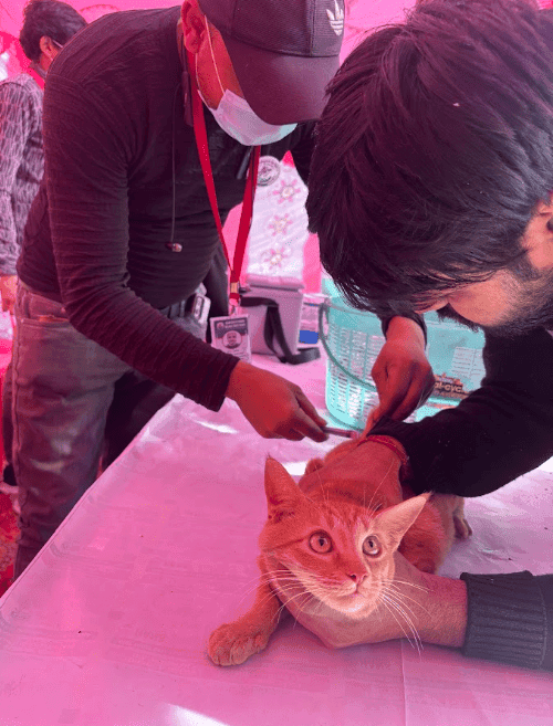Volunteer support during dressing changes