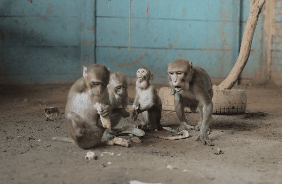 Animal sanctuary recovery center