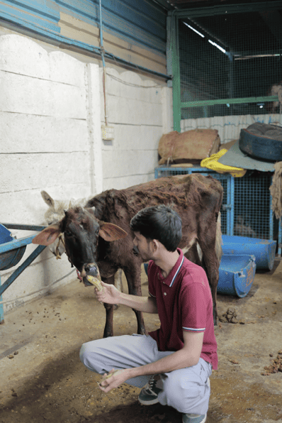 Rehabilitated rescued animal at Aashiyana